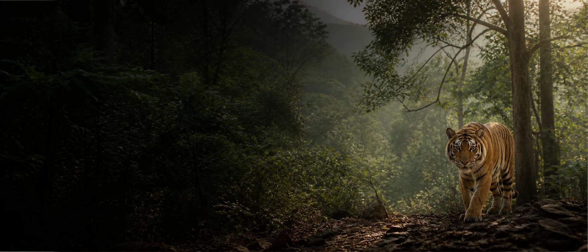 Bengal tiger in a South Asian forest