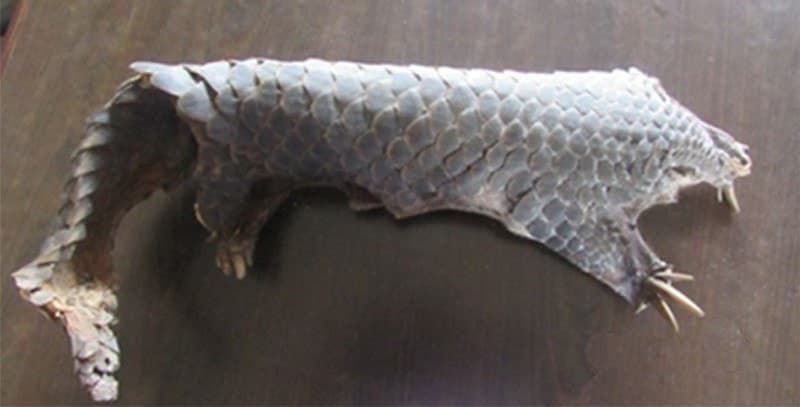 Image accompanying Pangolin hide with scales seized, two held