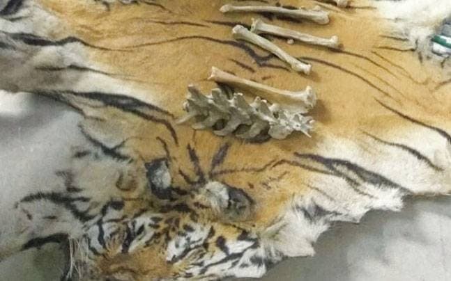 Image accompanying Bengal tiger skin, skeletal bones seized in Arunachal Pradesh