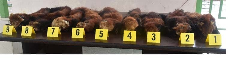 Image accompanying 5 held with red panda hides