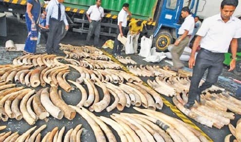 Image accompanying Query Over Blood Ivory Disposal
