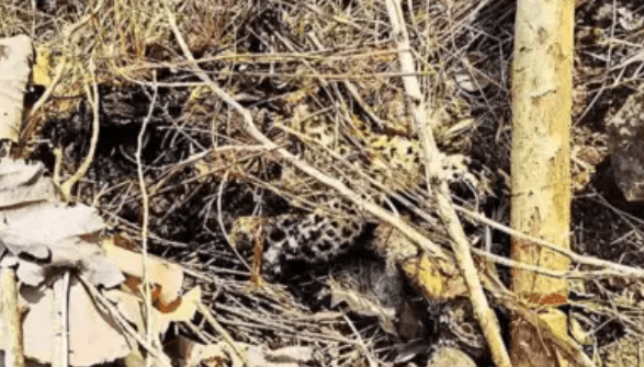 Image accompanying Leopard poached, body parts used in gambling