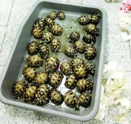 Image accompanying 146 rare turtles found in lost baggage at Mumbai airport
