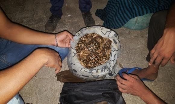 Image accompanying Two arrested for smuggling 2,089 star tortoises from India