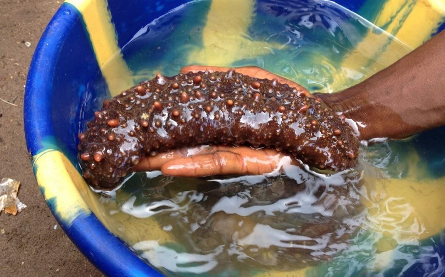 Image accompanying Dhanushkodi coastal police seize 100 kg sea cucumber