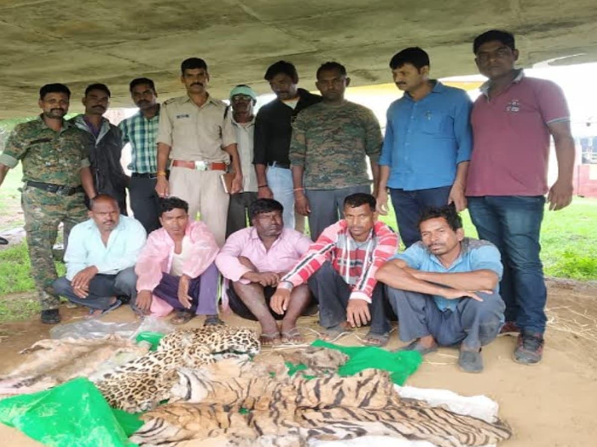 Image accompanying Tiger, leopard and jungle cat hides seized in Madya Pradesh, five held