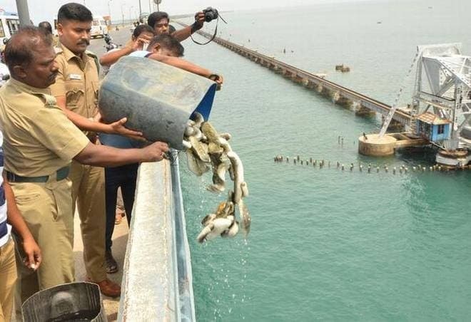 Image accompanying 380 kg of sea cucumber seized