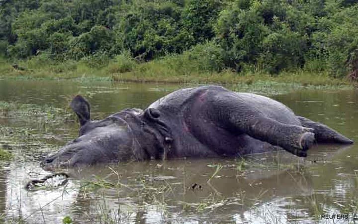 Image accompanying Poachers continue killing spray in Kaziranga, another rhino poached