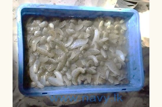 Image accompanying Navy apprehends 16 persons for illegal transportation of sea cucumber