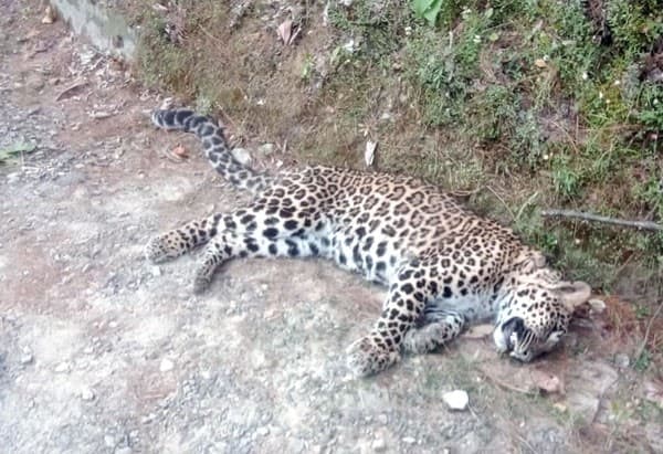 Image accompanying Poachers fined for killing rare leopard in Nowshera