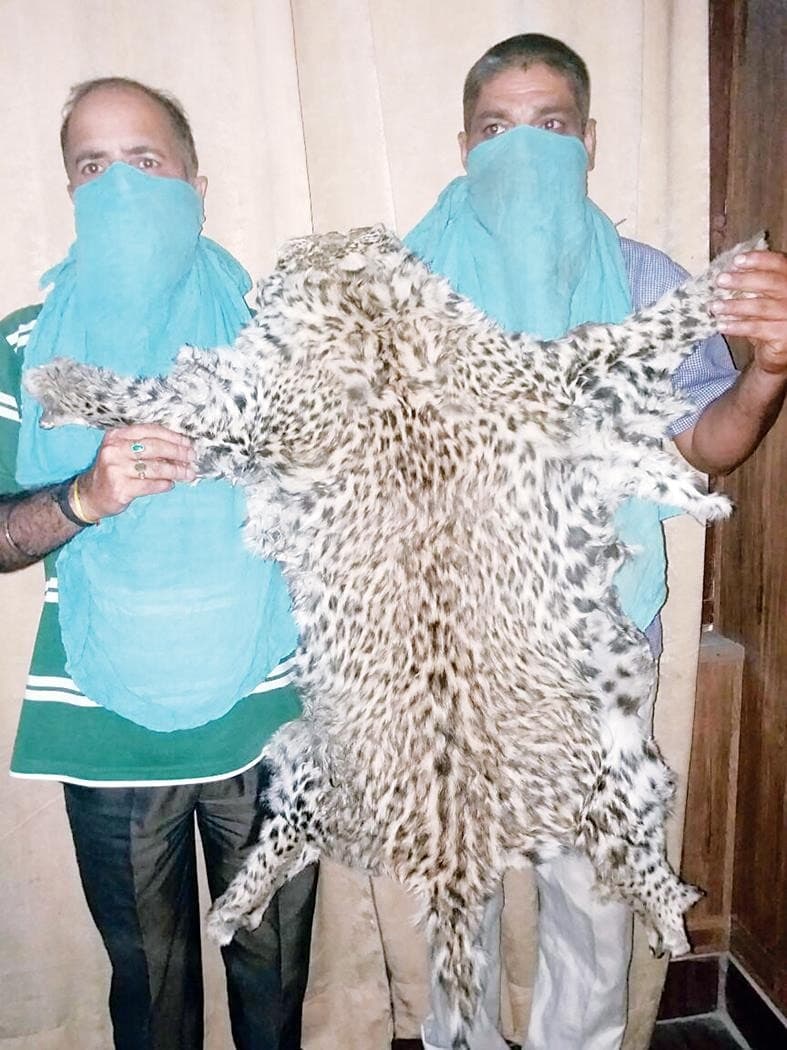 Image accompanying Two smugglers held with leopard skin