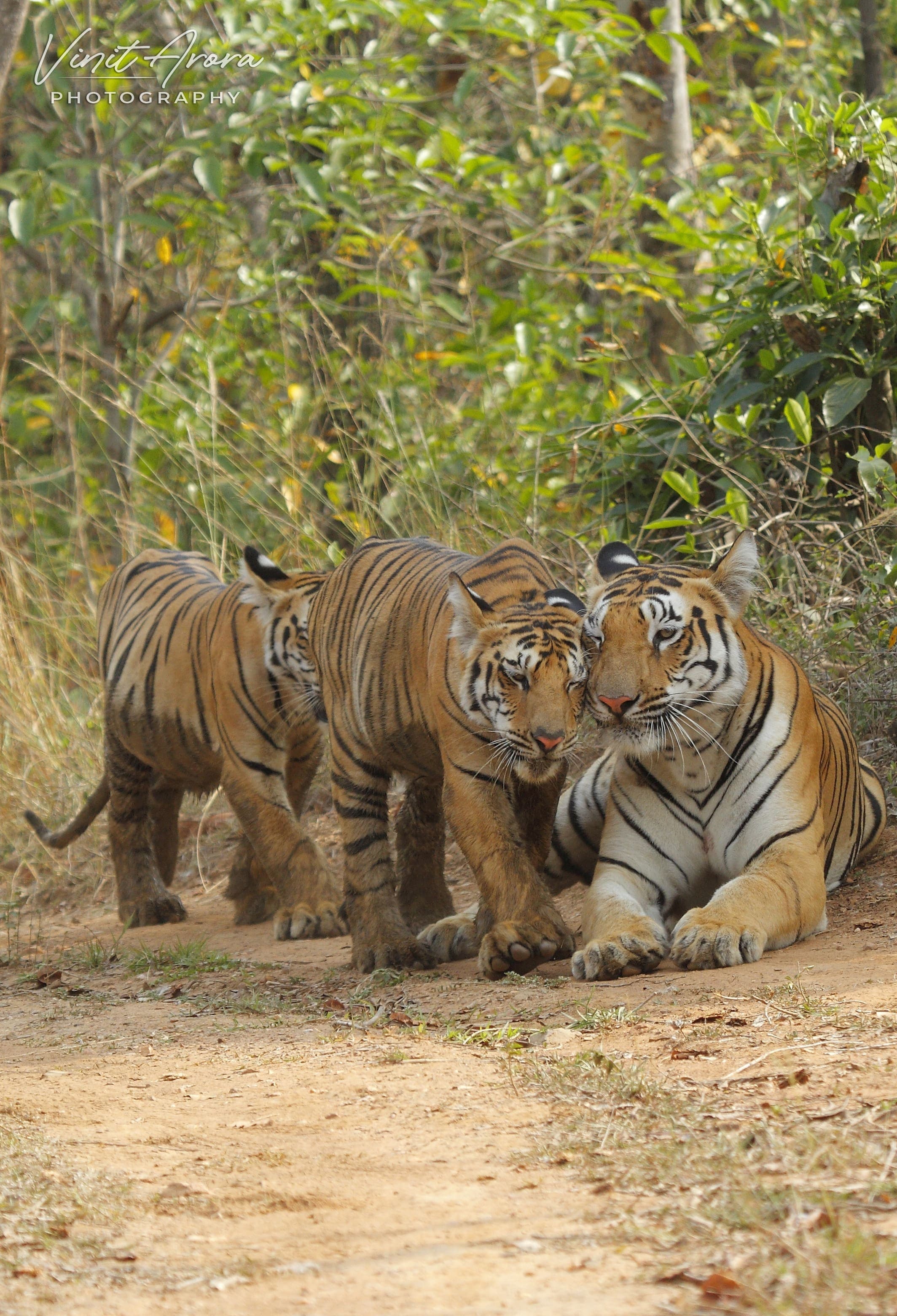 Wildlife conservation in the SAWEN region