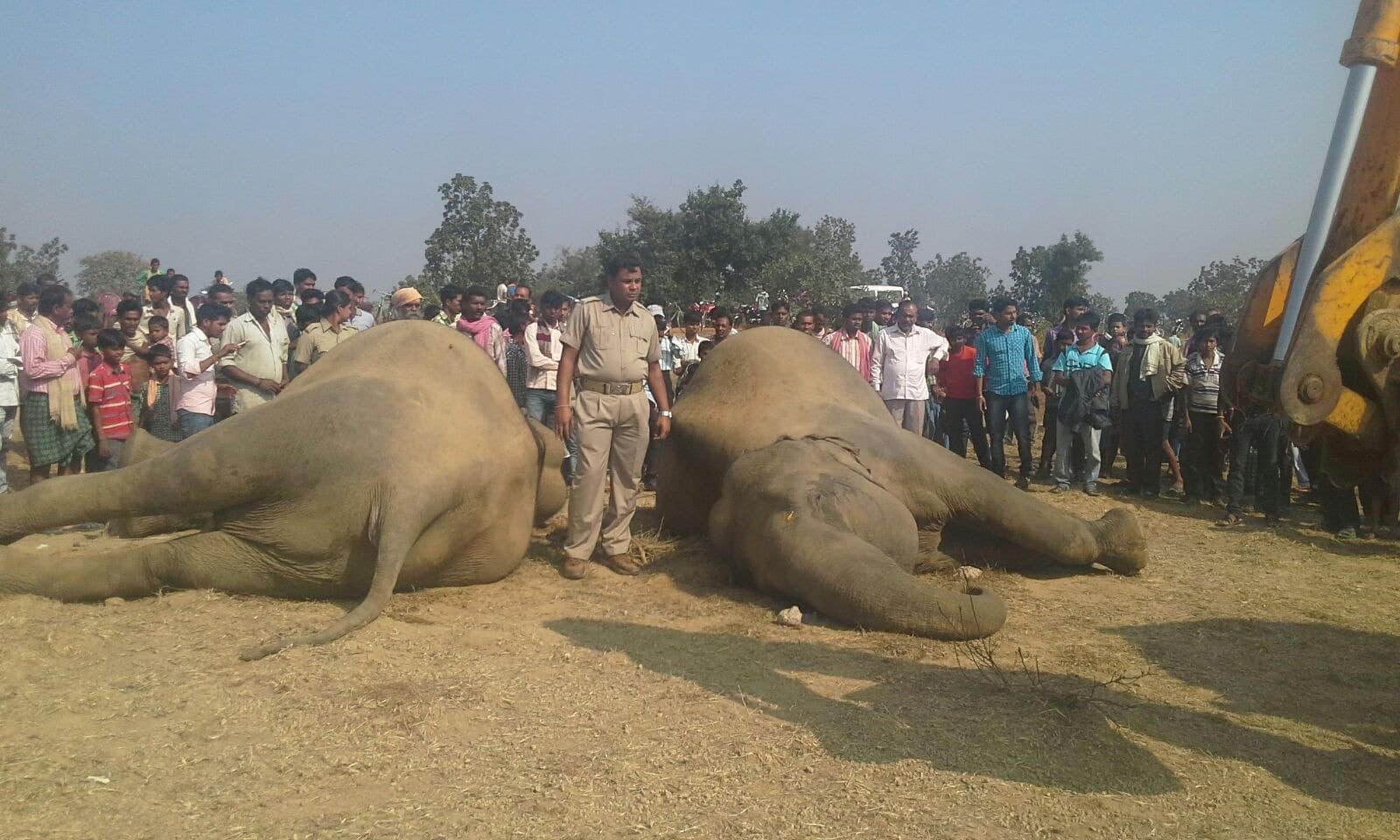 Image accompanying Two Odisha forest officials suspended for jumbo deaths