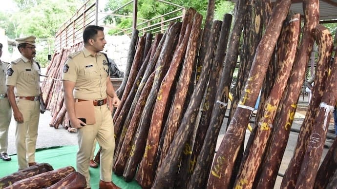 Image accompanying 4 arrested for smuggling red sandalwood in Andhra Pradesh