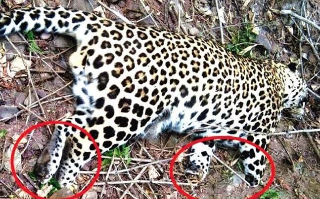 Image accompanying Leopard found killed in Himachal Pradesh; all four paws hacked