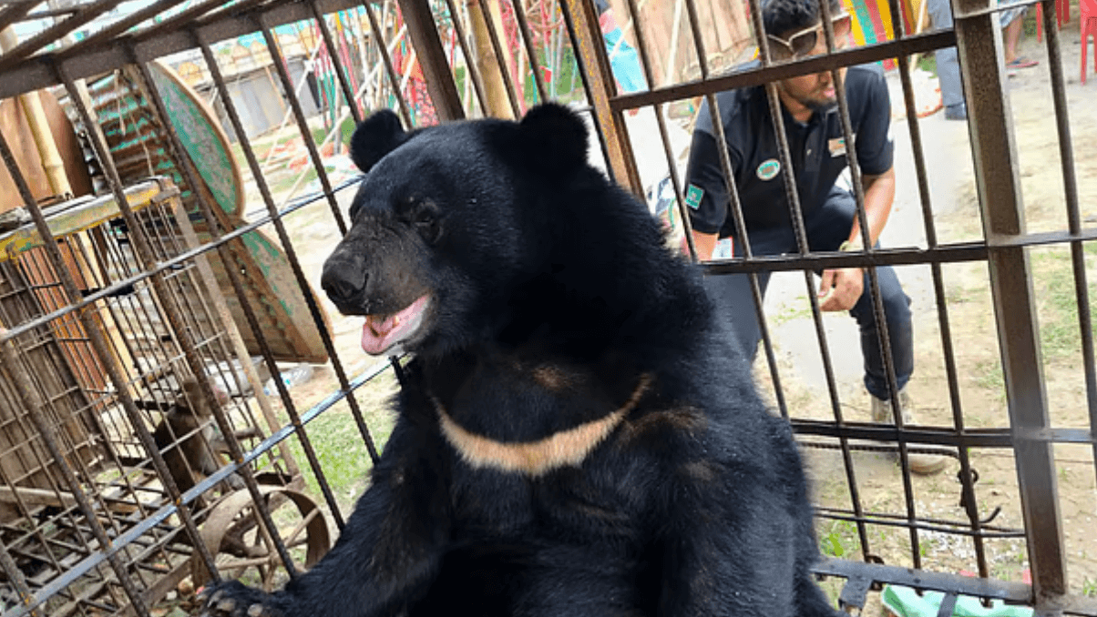 Image accompanying Forest Department rescues Asian black bear and two monkeys from circus in Comilla