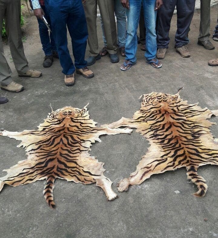 Image accompanying Tiger hides seized, trader held