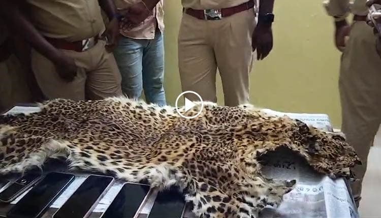 Image accompanying Forest Department Officials Recover Leopard Hide, Arrest 5 Wildlife Smugglers