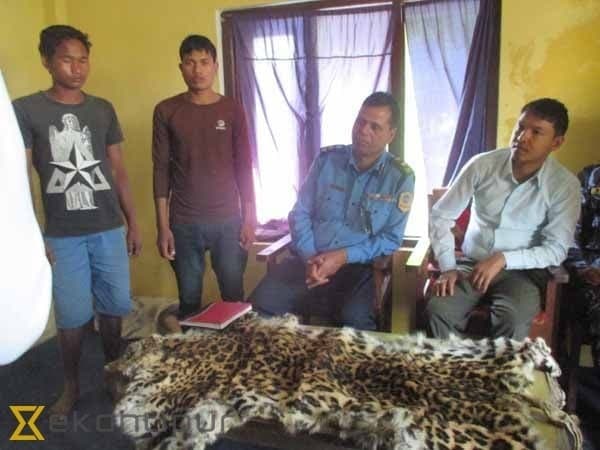 Image accompanying Two held with leopard skin in Kanchanpur