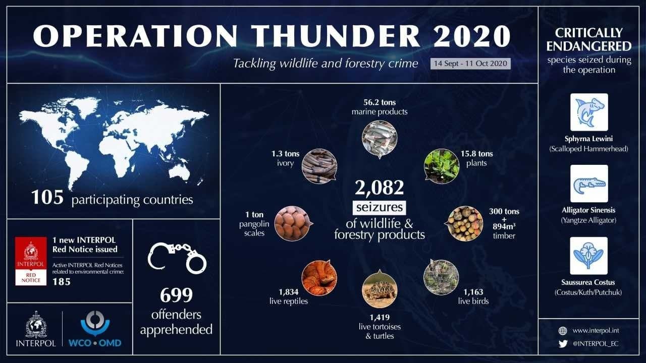 Image accompanying Wildlife and forestry crime: Worldwide seizures in global INTERPOL-WCO operation