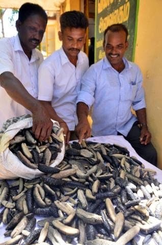 Image accompanying 25 kg sea cucumbers seized, one held in Ramanathapuram