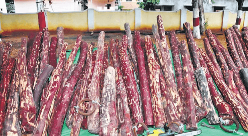 Image accompanying Task force confiscates red sanders logs