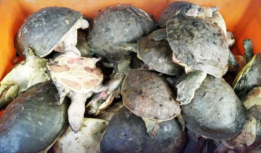 Image accompanying 200 rare turtles smuggled from Thailand seized at Lahore airport