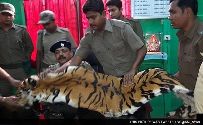 Image accompanying Eigth foot long tiger skinseized in Bengal's Hashimara