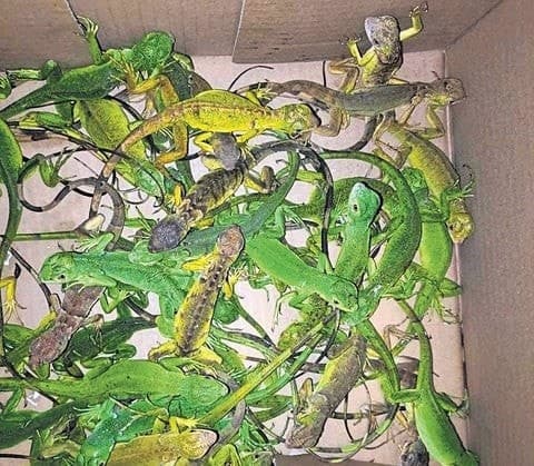 Image accompanying 400 baby iguanas trafficked from Thailand; Bengaluru man arrested at Chennai airport