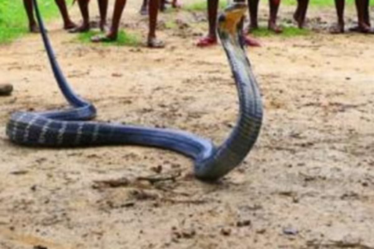 Image accompanying Ballia man mutilates Cobra, arrested under Wildlife Protection Act
