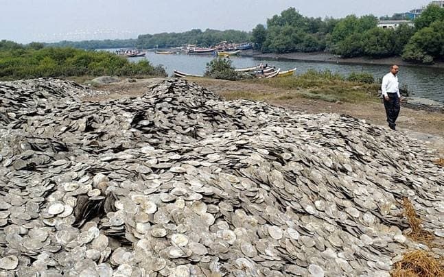 Image accompanying Forest department busts capiz sea shell company, 20 detained