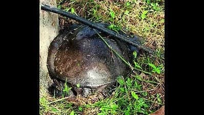 Image accompanying Birder foils turtle poaching in Banabitan