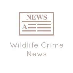 Image accompanying Two persons arrested with rhino horn in Kailali