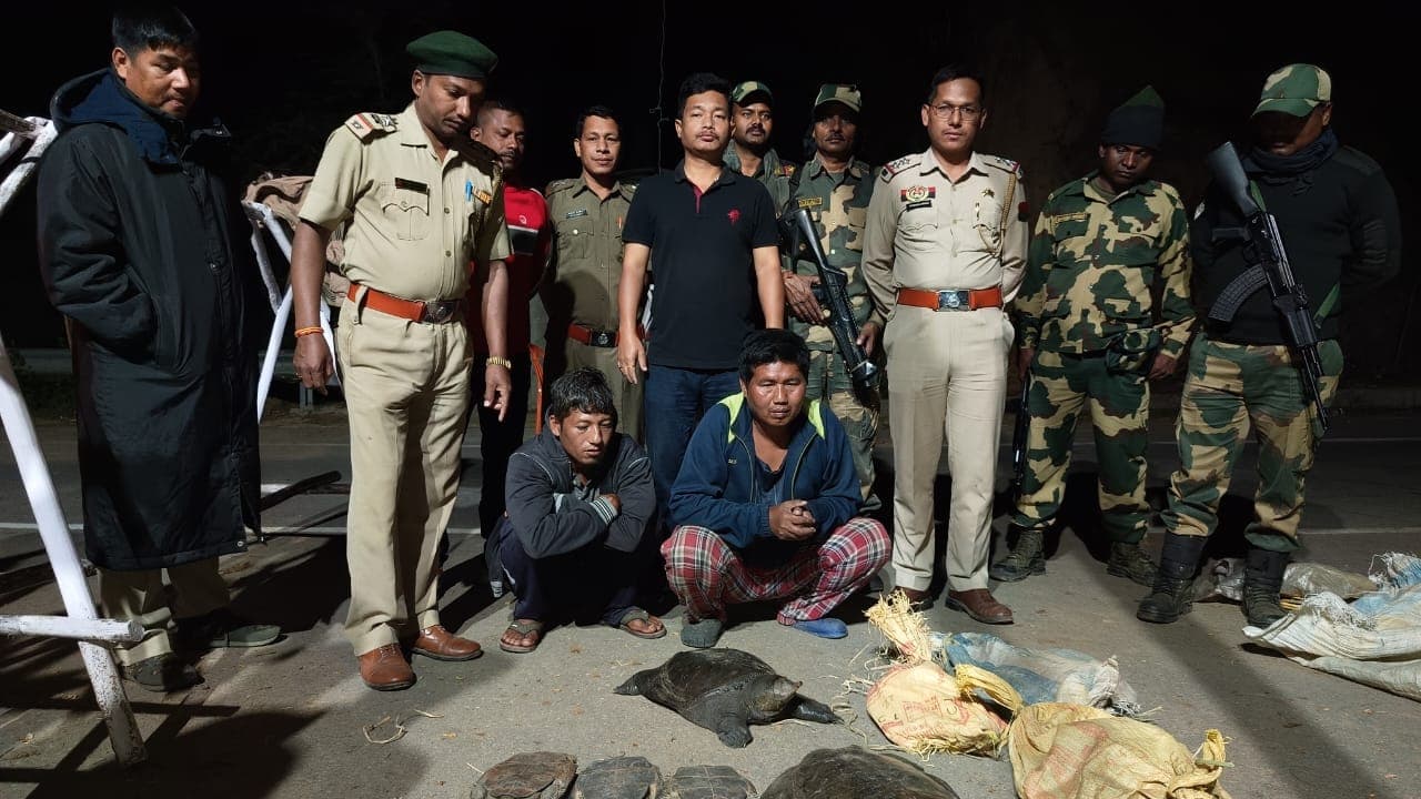 Image accompanying Tripura Police Bust Cross-Border Wildlife Trafficking Ring, Rescuing Turtles