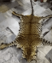 Image accompanying DRI seizes leopard skin, four arrested