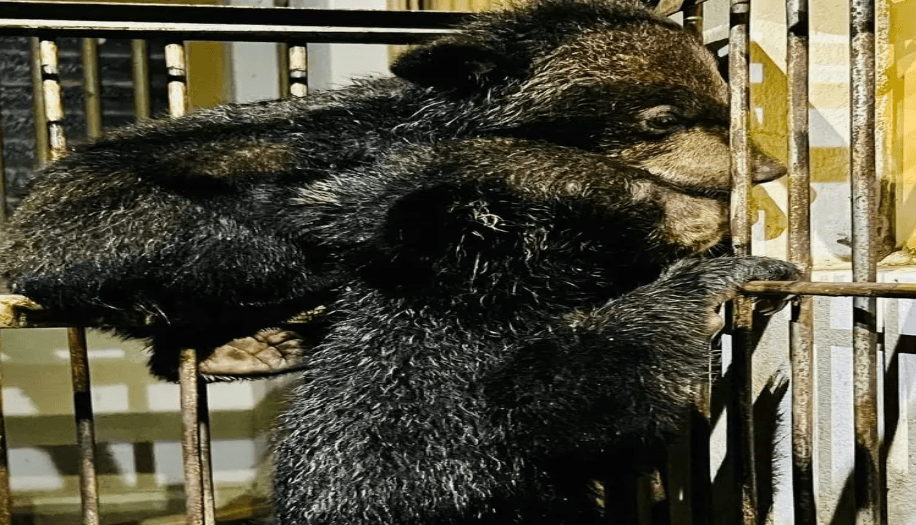 Image accompanying 2 endangered bear cubs rescued in Bandarban, smuggler held