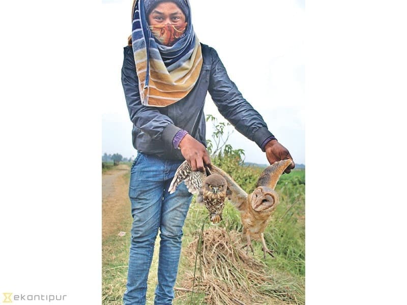 Image accompanying Authorities fail to notice owl poaching, meat sale