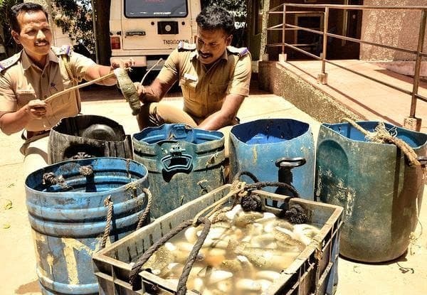Image accompanying 200 kg of sea cucumbers seized; one held