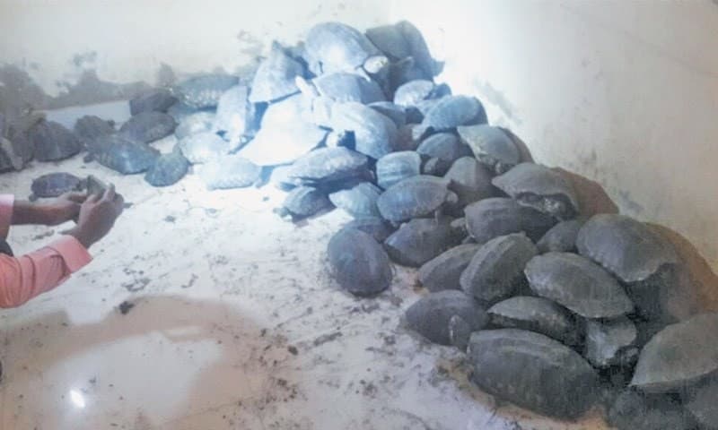 Image accompanying Over 300 freshwater turtles seized, four suspects held