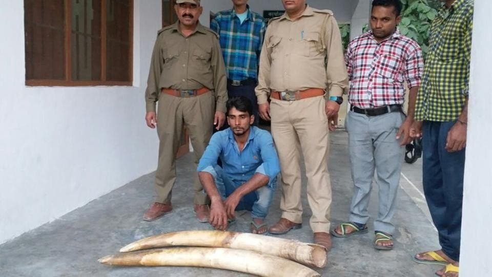 Image accompanying Two tusks seized, one wildlife smuggler arrested in Ramnagar