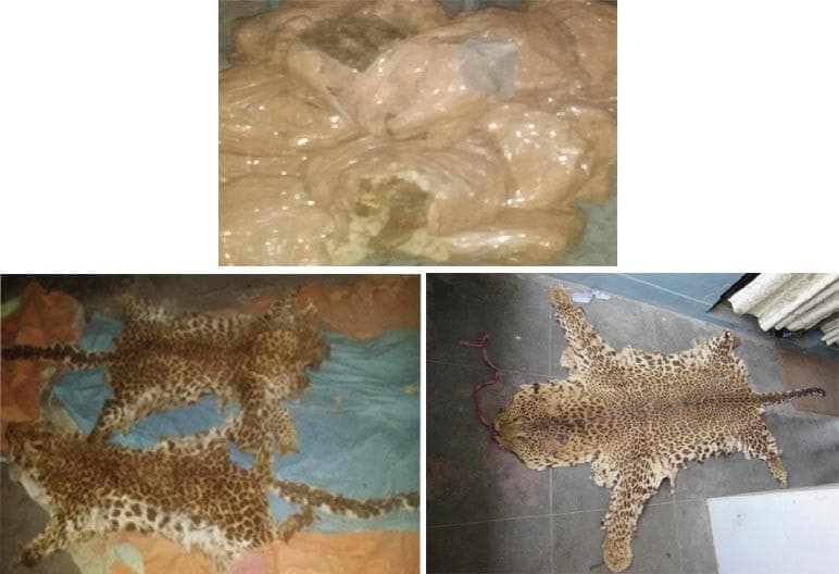 Image accompanying Three arrested for smuggling wild animals’ bones, leopard hides