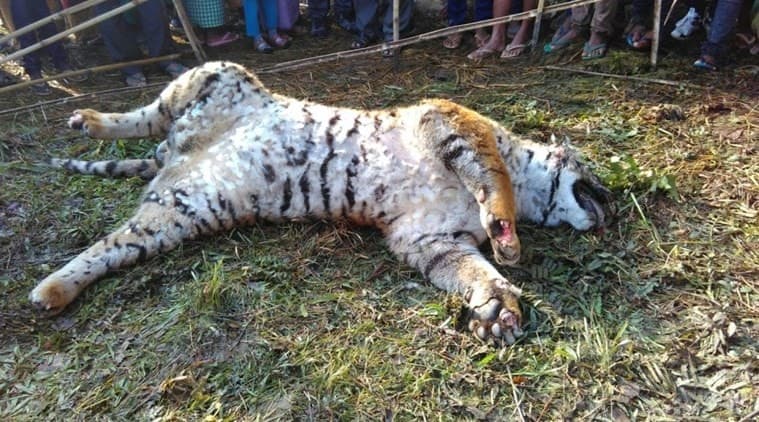 Image accompanying Orang National Park tigress poisoned to death in nearby village
