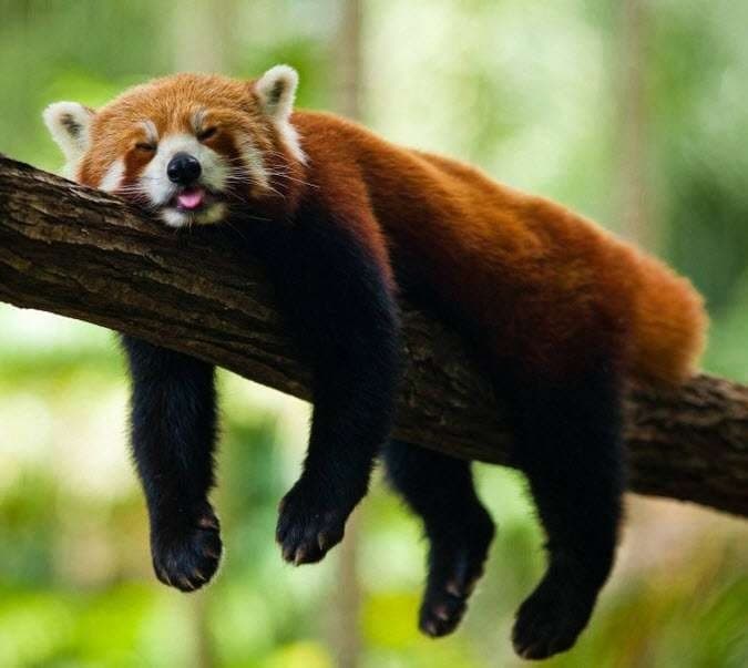 Image accompanying One held with Red panda hide