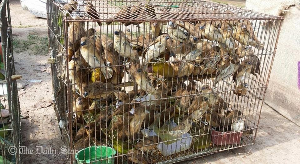Image accompanying 1,451 wild birds rescued in Feni
