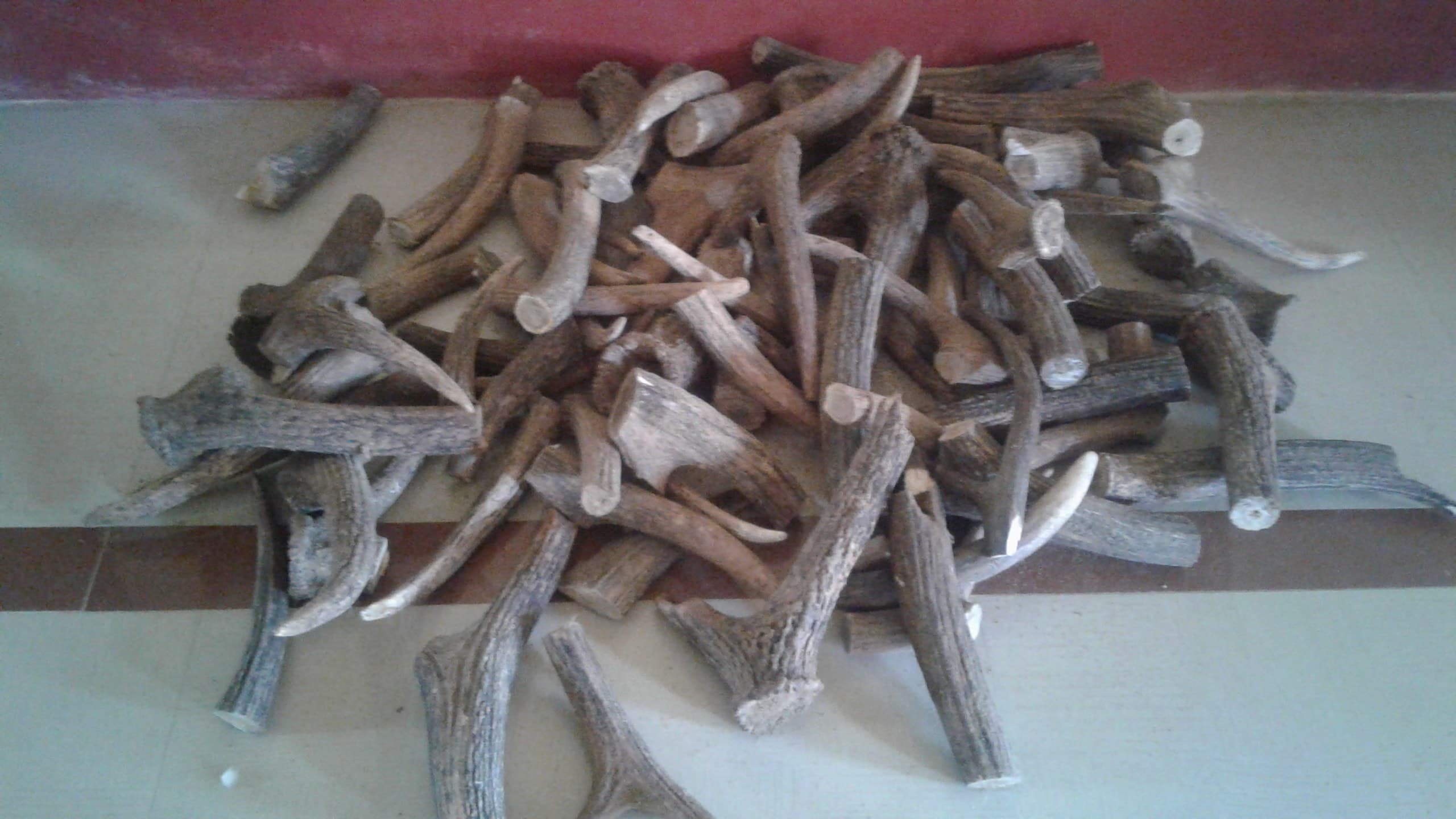 Image accompanying 80 sambar deer horns, bear nails seized; one held