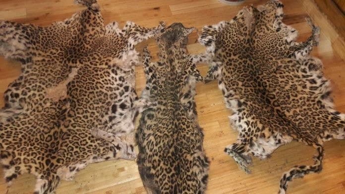 Image accompanying One sentenced on possession of leopard skin