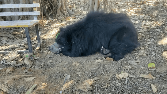 Image accompanying Rising seizures of dancing sloth bears raise alarm of illegal wildlife trade in East India