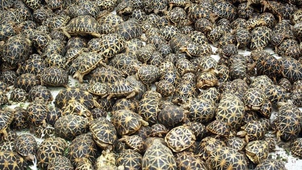 Image accompanying 500 star turtles seized at Chennai airport