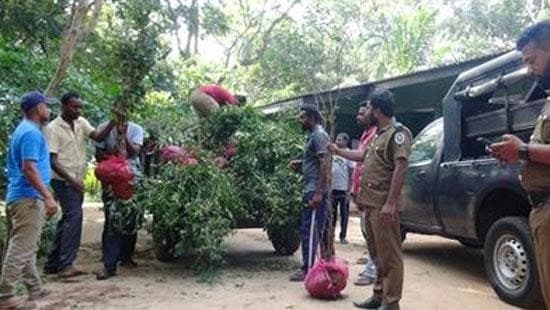 Image accompanying Tree uprooting racket in Sigiriya Forest Reserve busted