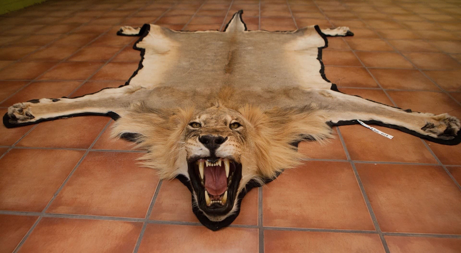 Image accompanying France bans imports of lion hunt trophies